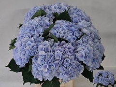 Hydrangea Verena Blue 60cm 16-18cm Hd