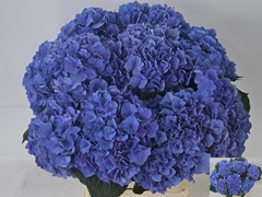 Hydrangea Pompidou 60cm 15-17cm Hd