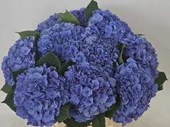 Hydrangea Pompidou 65cm 17-19cm Hd