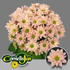 Chrysanth Spray Resq Peach 70cm 95gr.