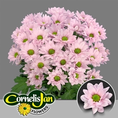 Chrysanth Spray ResQ Rosy 70cm 90gr.