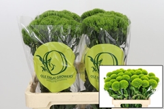 Dianthus Barb Kiwi Mellow 60cm