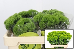 Dianthus Barb Kiwi Mellow 50cm