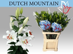 Lily Oriental Dutch Mountain 100cm 6+