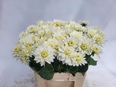 Dahlia Karma Maarten Zwaan 60cm