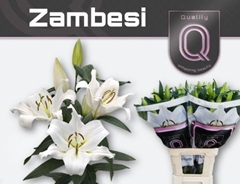 Lily Oriental Zambesi 90cm 4+