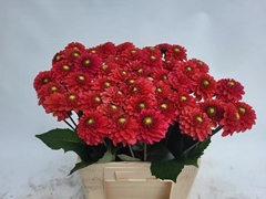 Dahlia Orange Fox 60cm