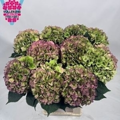 Hydrangea Royal Benefit Classic 60cm 16-18cm Hd