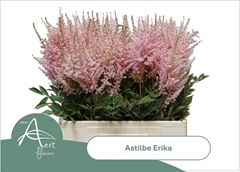 Astilbe Erika 65cm