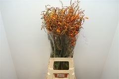 Crocosmia Lucifer 80cm