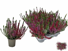 Calluna WiBo's Trio 9Ø 20cm
