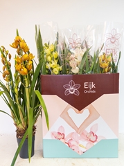Cymbidium Mixed 14Ø 75cm 4st