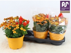 Bedding Plants Mix 19Ø 36cm