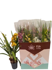 Cymbidium Mixed 14Ø 75cm 2st