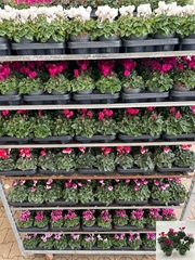 Cyclamen Midi Garden 10Ø 15cm