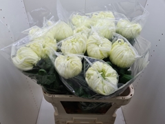 Chrysanth Single Vienna White 80cm 155gr.