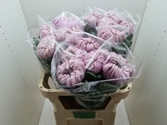 Chrysanth Single Vienna Pink 80cm 150gr.