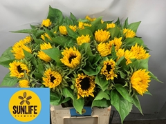 Helianthus Ziggy 80cm