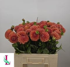 Dahlia Cornel Bronze 50cm