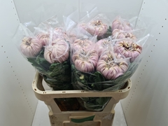 Chrysanth Single Vienna Salmon 80cm 150gr.