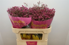 Limonium Sinense China Red 70cm 25gr.