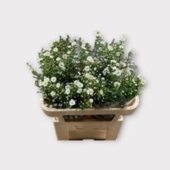Aster Monte Casino Improved 70cm 16gr.