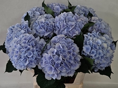 Hydrangea Verena Blue 80cm 19-21cm Hd