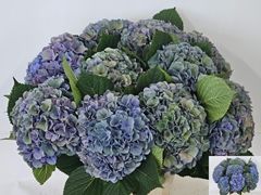 Hydrangea Pompidou Classic 65cm 21-23cm Hd