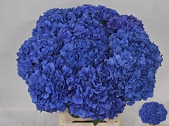 Hydrangea Pimpernel 60cm 17-19cm Hd