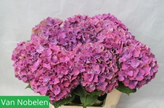 Hydrangea Sweet Esperance 55cm 18-20cm Hd