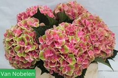Hydrangea Sweet Esperance 40cm 18-20cm Hd