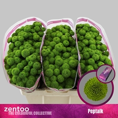 Chrysanth Santini Peptalk 55cm 44gr.