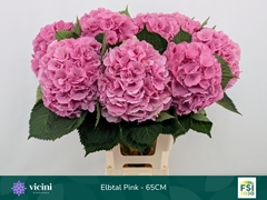 Hydrangea Elbtal Pink 65cm 17-19cm Hd