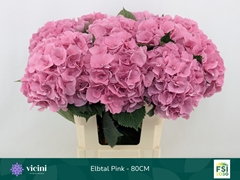 Hydrangea Elbtal Pink 80cm 18-20cm Hd