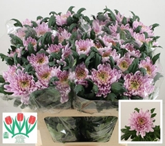 Chrysanth Single Rossano 75cm 110gr.
