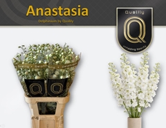 Delphinium Double Dewi Anastasia 80cm
