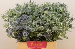 Eryngium Planum Magical Blue Lagoon 40cm