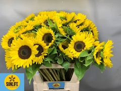 Helianthus Sunrich Lemon 80cm