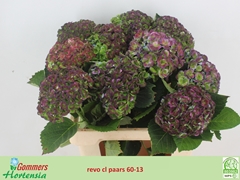 Hydrangea Revolution 60cm 10-12cm Hd