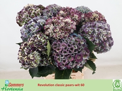Hydrangea Revolution 60cm 11-13cm Hd