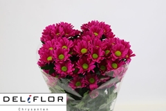 Chrysanth Spray Purple Star 70cm 85gr.