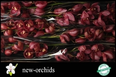 Cymbidium Red Dream 80cm