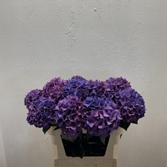 Hydrangea Rodeo Purple 80cm 15-17cm Hd