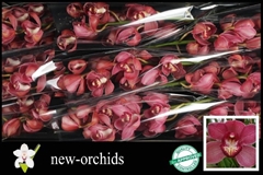 Cymbidium Red Dream 60cm
