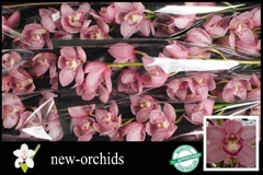 Cymbidium Belle Star 60cm
