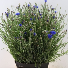 Centaurea Cyanus 65cm