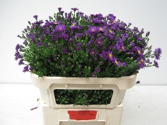 Aster Cha Cha 70cm 30gr.