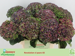 Hydrangea Revolution 65cm 17-19cm Hd