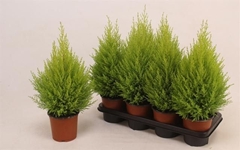 Cupressus Goldcrest Wilma 14Ø 50cm