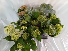 Hydrangea Mix 14Ø 40cm 6bl